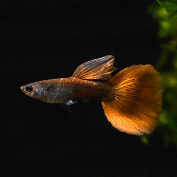 Guppy Männchen Red Bronze, Poecilia reticulata